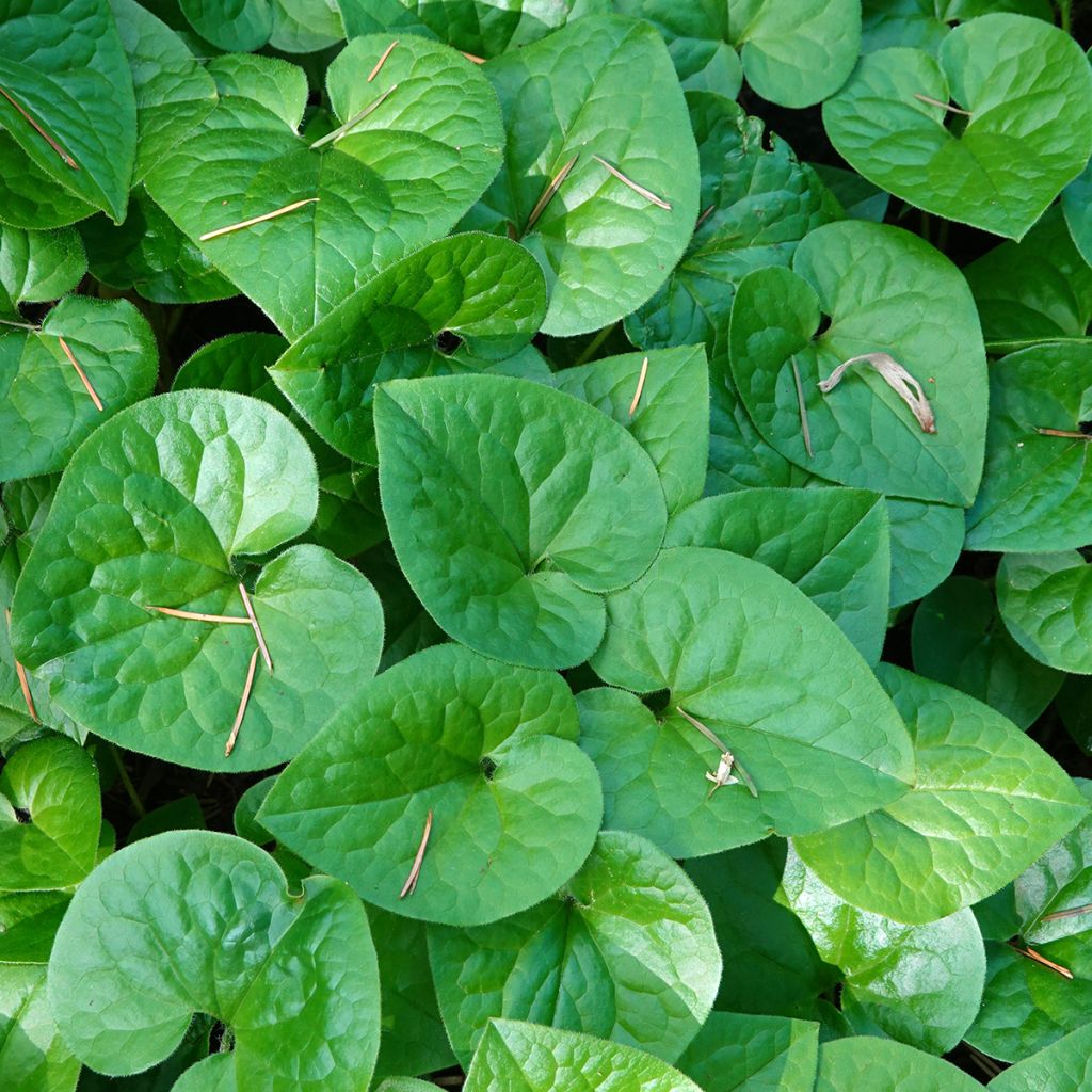 Lännentaponlehti - Asarum caudatum