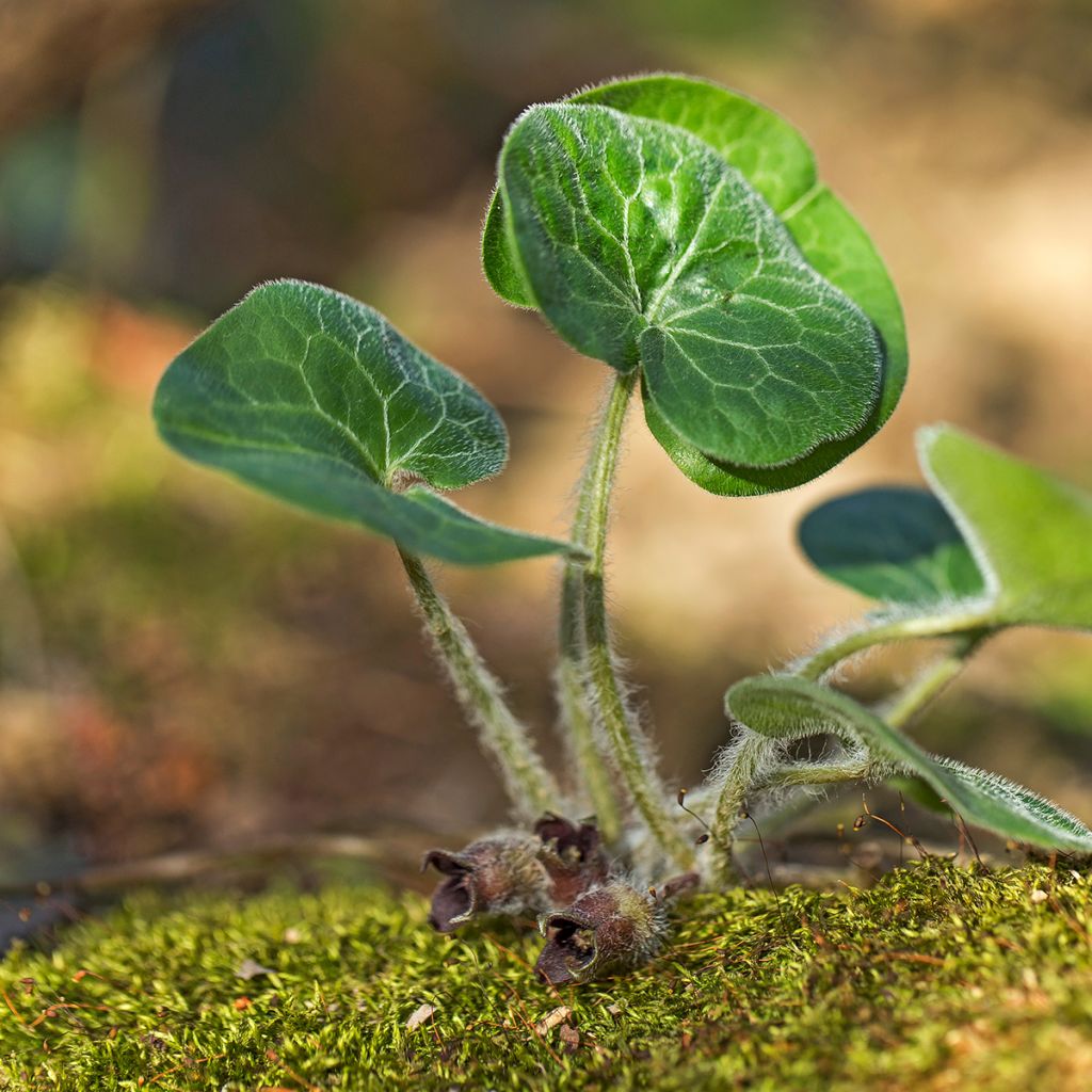 Lehtotaponlehti - Asarum europaeum