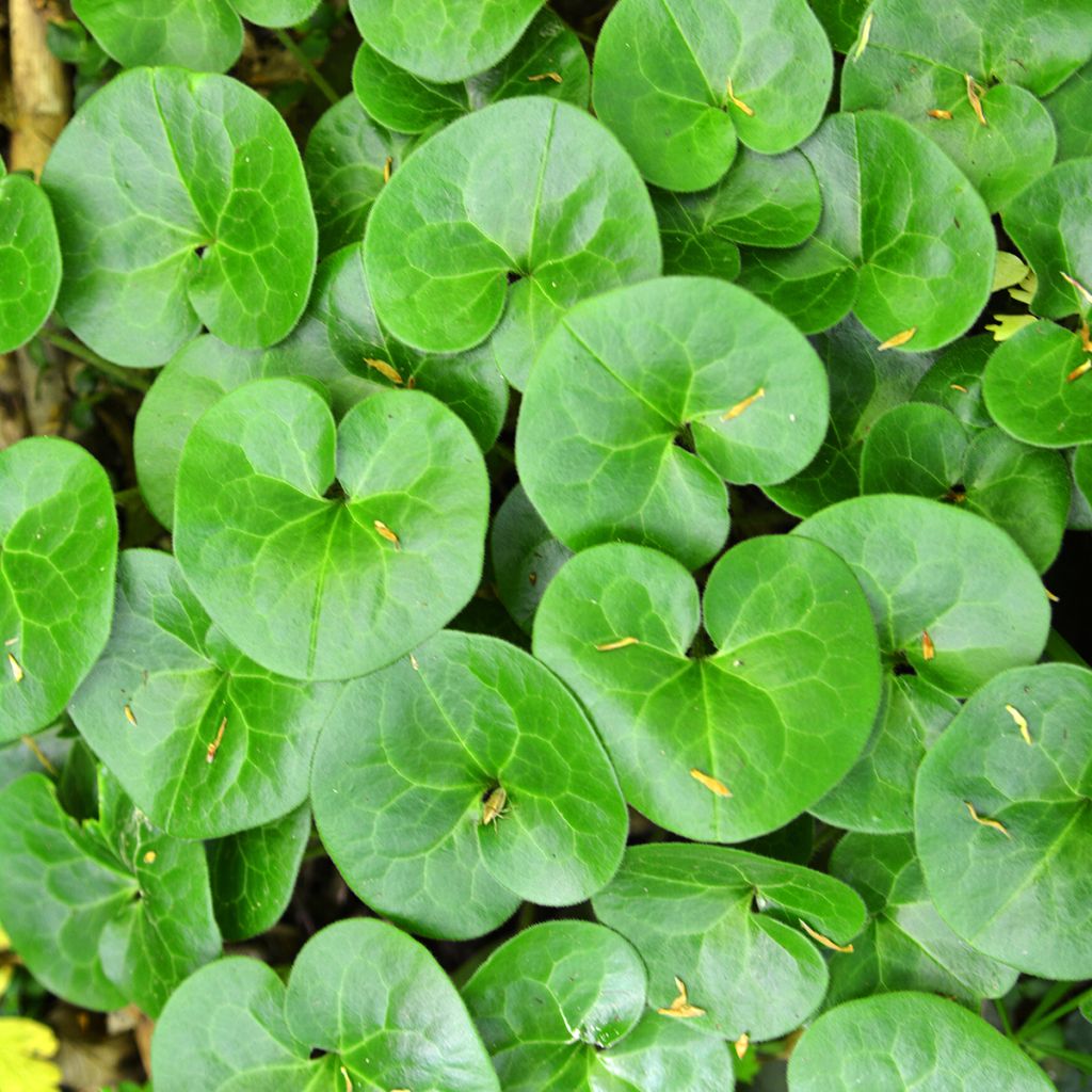 Lehtotaponlehti - Asarum europaeum