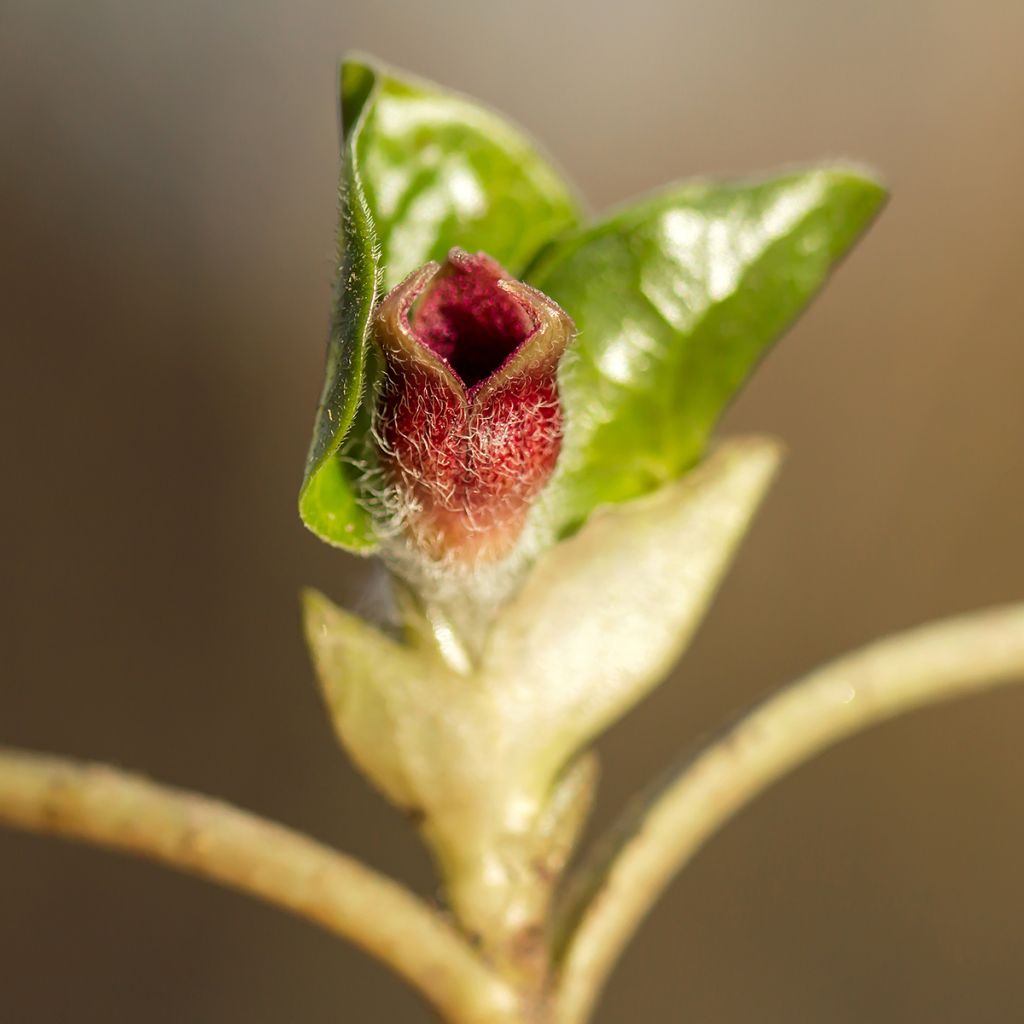 Lehtotaponlehti - Asarum europaeum