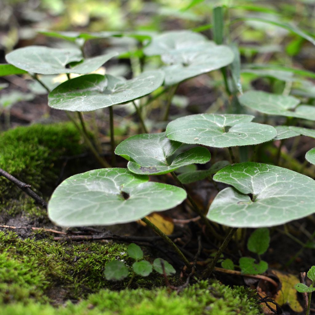 Lehtotaponlehti - Asarum europaeum