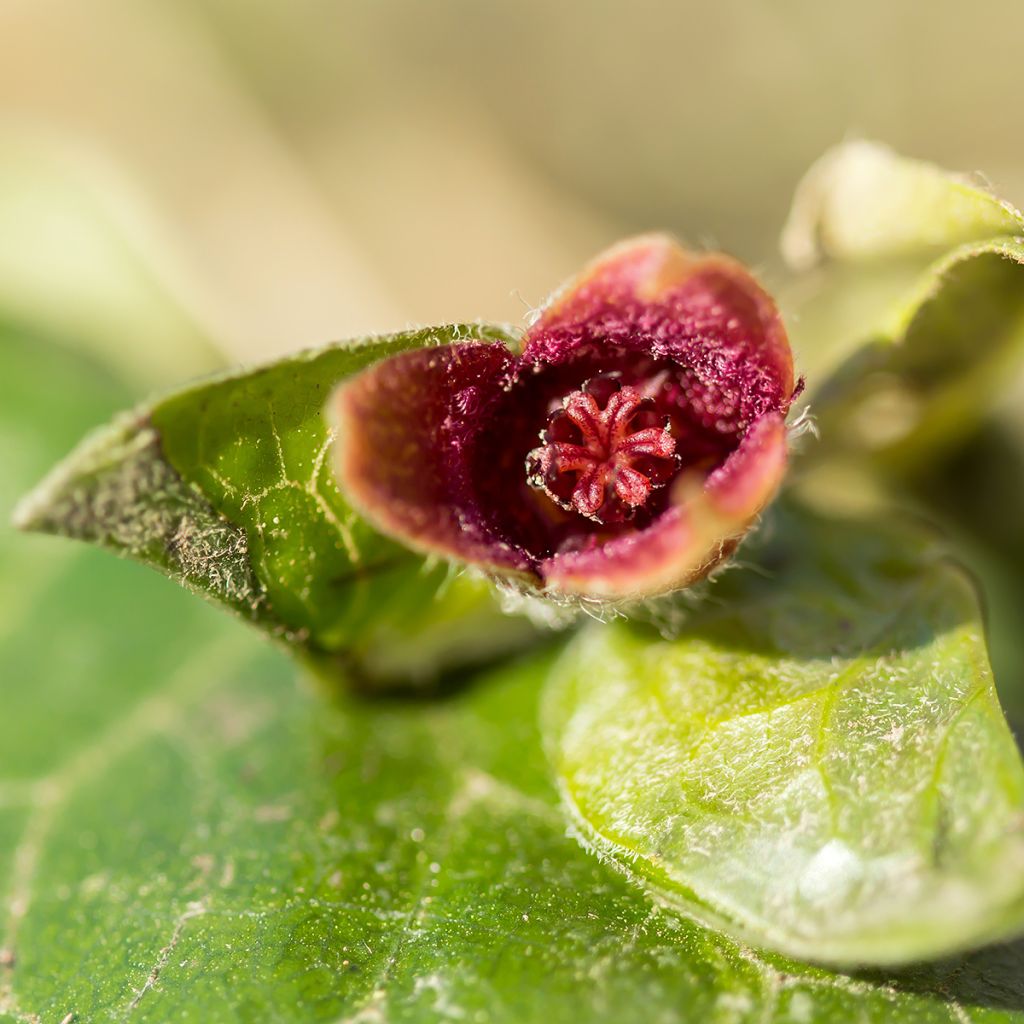 Lehtotaponlehti - Asarum europaeum