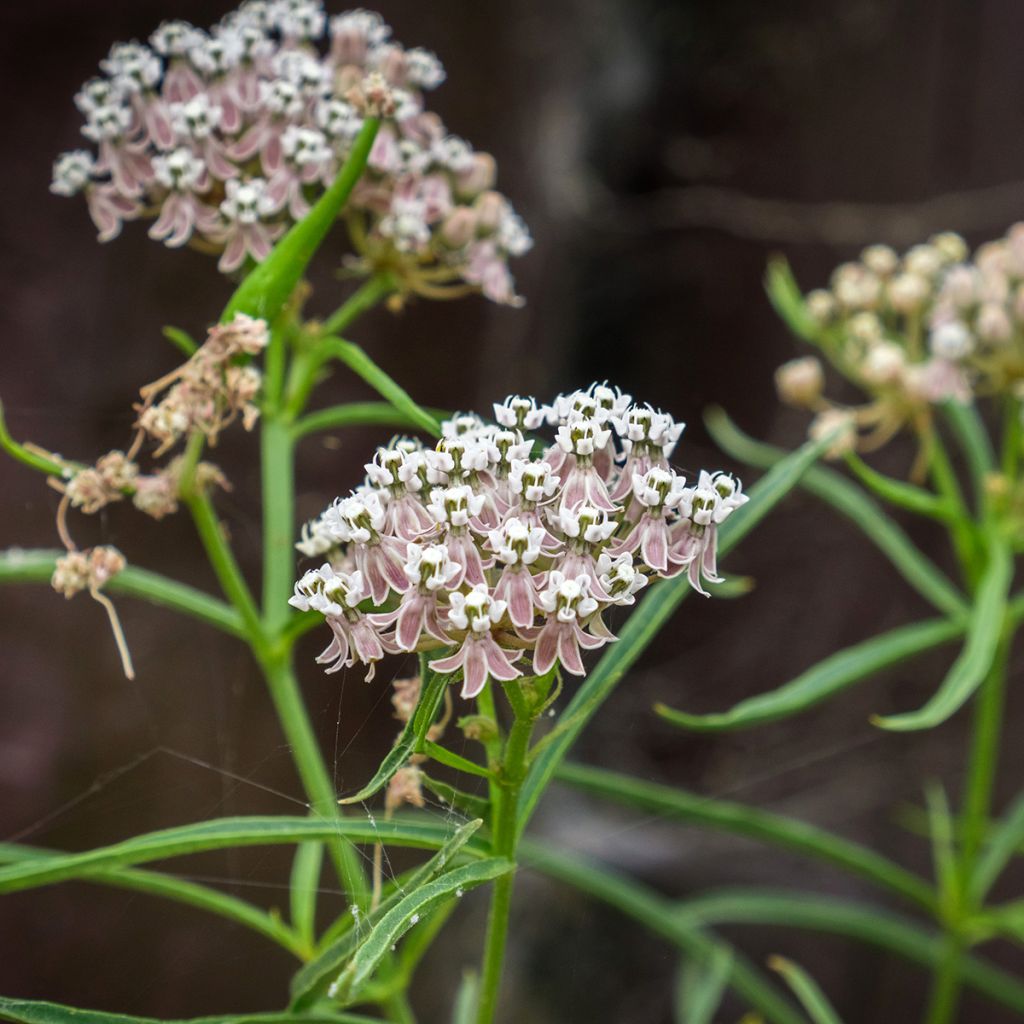 Silkkiyrti - Asclepias fascicularis