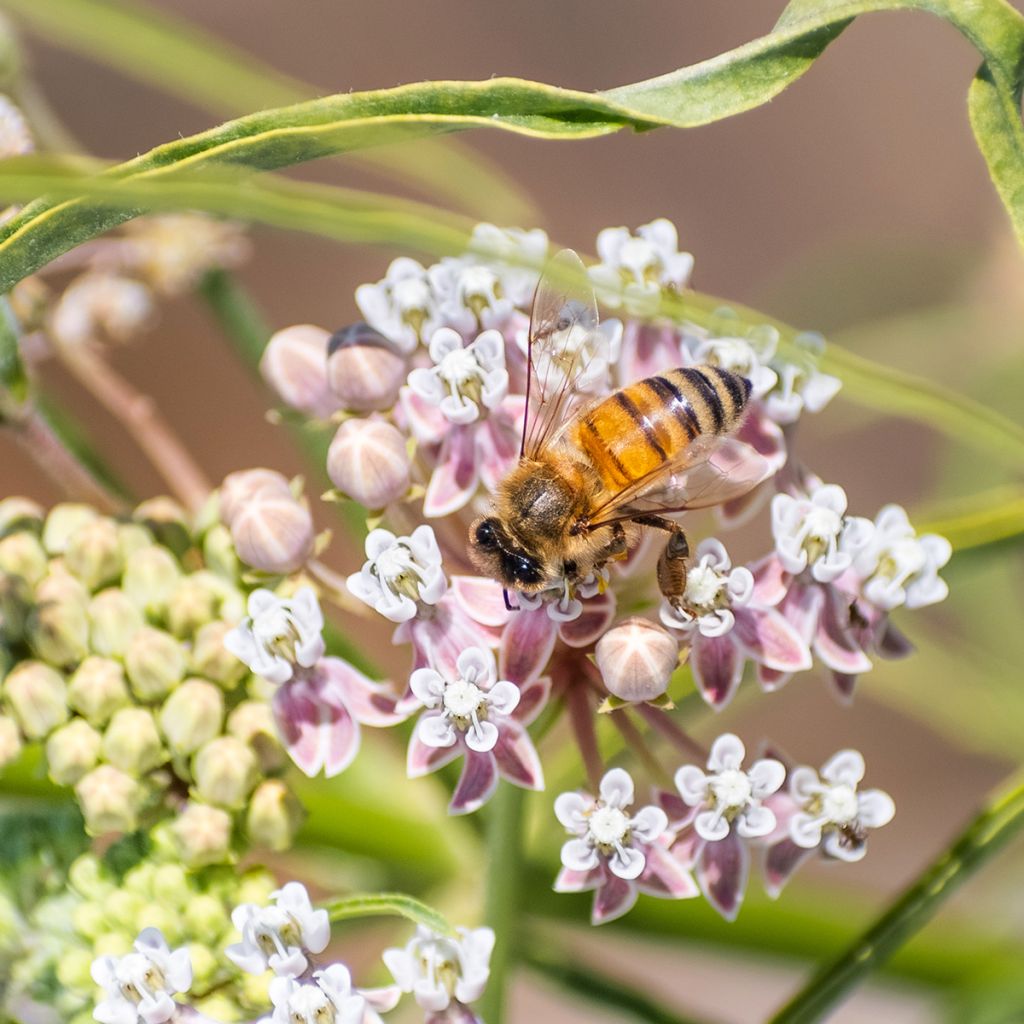 Silkkiyrti - Asclepias fascicularis