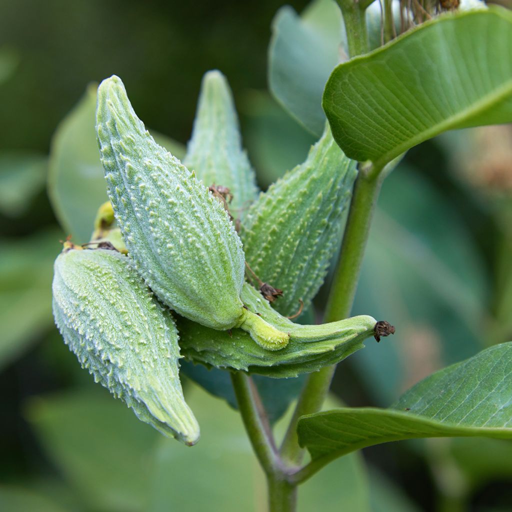 Tähtisilkkiyrtti - Asclepias speciosa