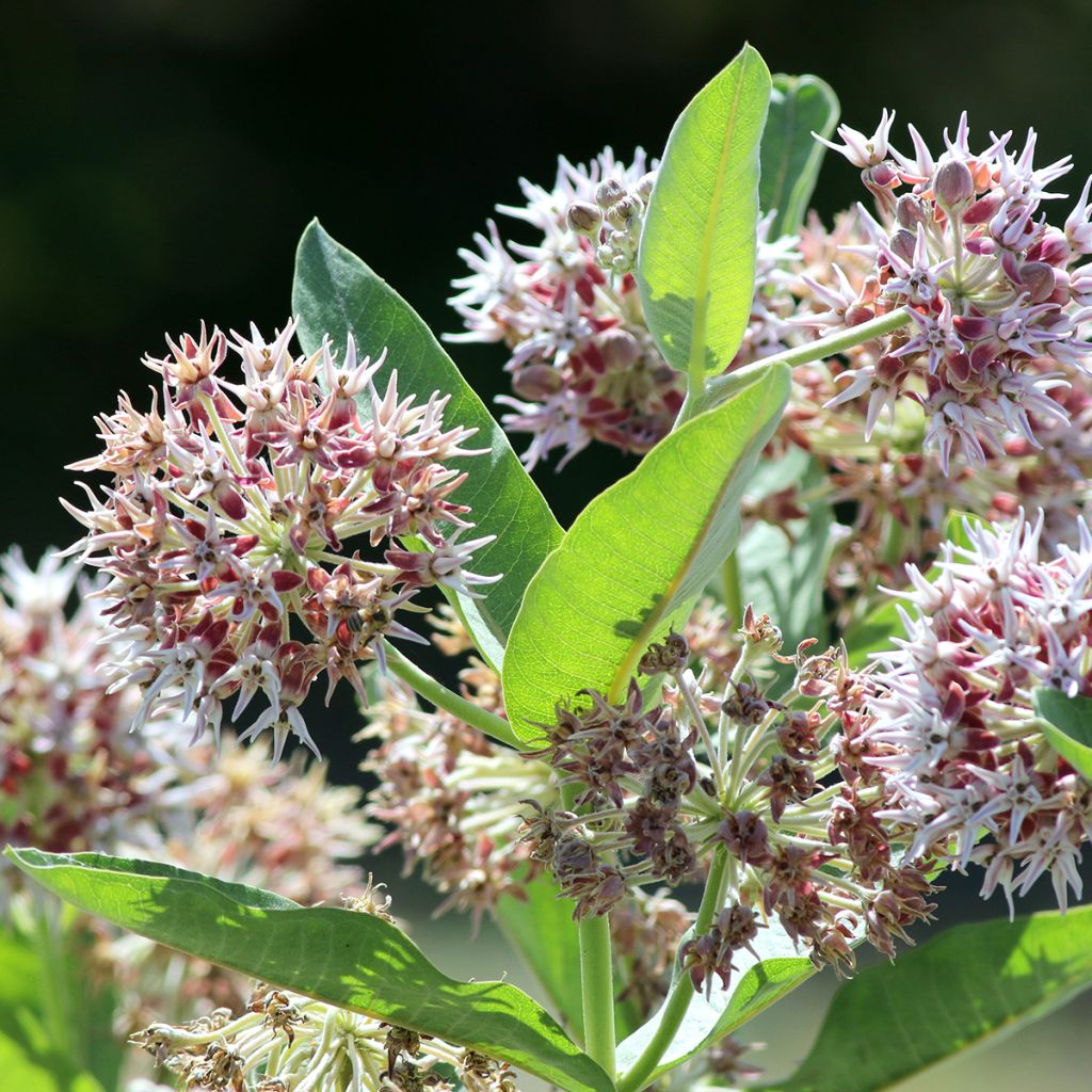 Tähtisilkkiyrtti - Asclepias speciosa
