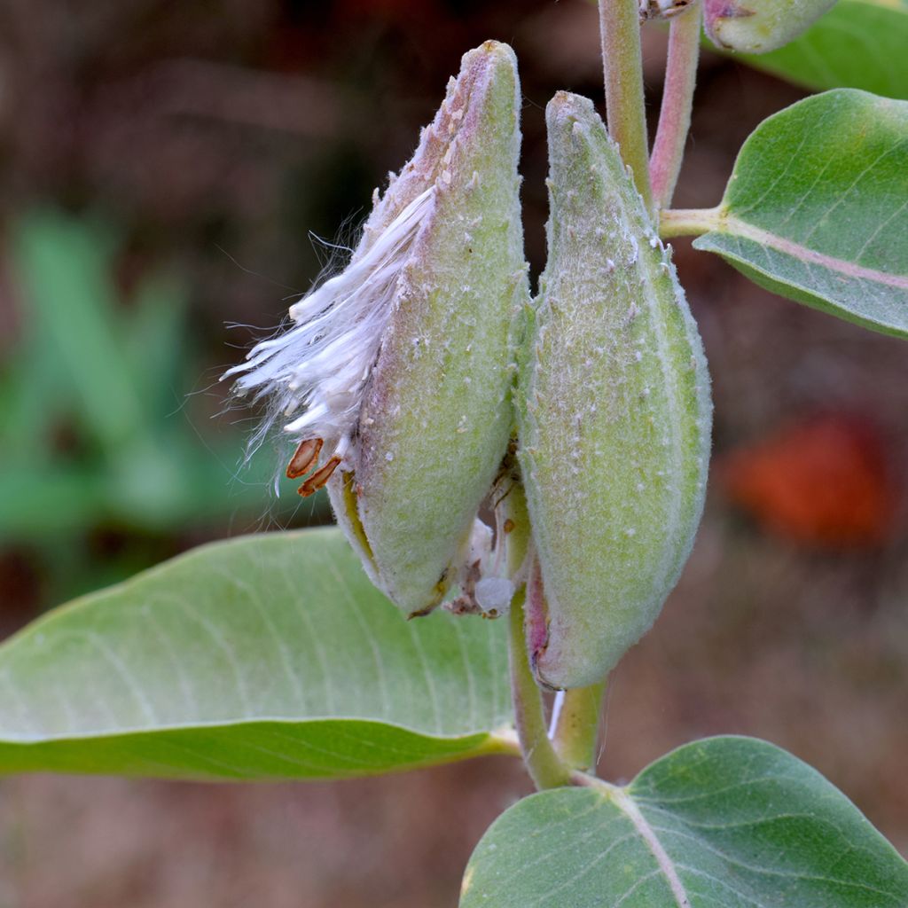 Tähtisilkkiyrtti - Asclepias speciosa