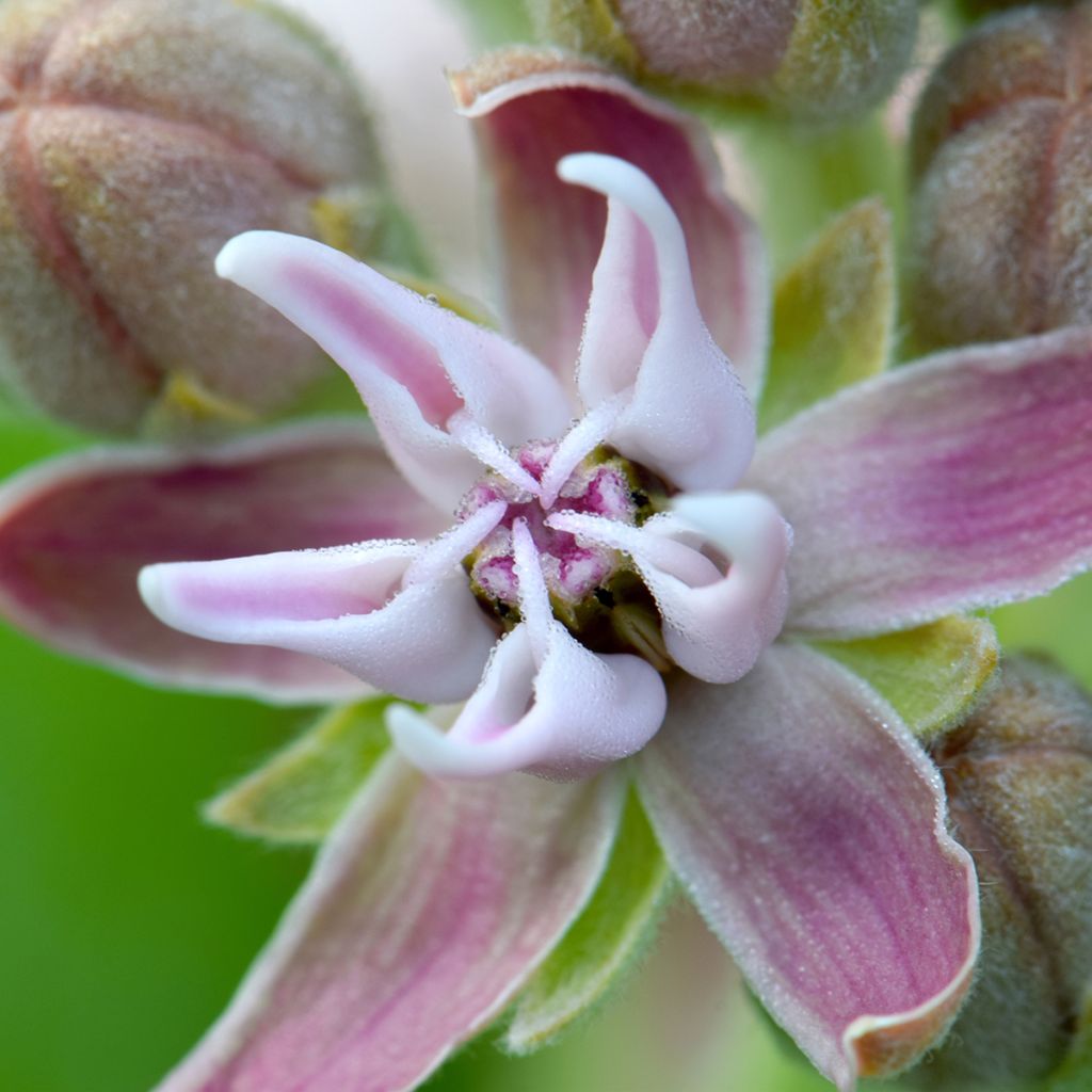 Tähtisilkkiyrtti - Asclepias speciosa