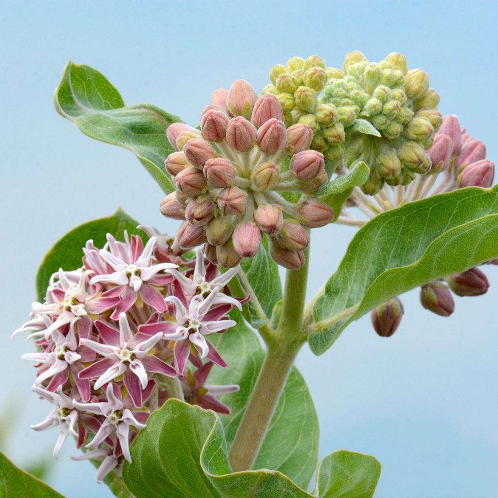 Tähtisilkkiyrtti - Asclepias speciosa