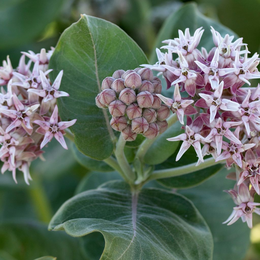Tähtisilkkiyrtti - Asclepias speciosa