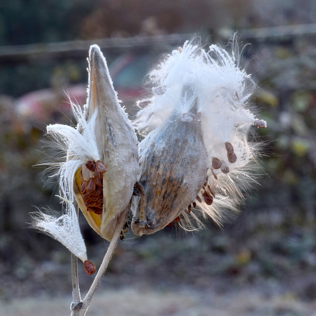 Tähtisilkkiyrtti - Asclepias speciosa