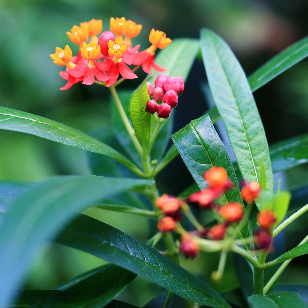 Punasilkkiyrtti - Asclepias curassavica