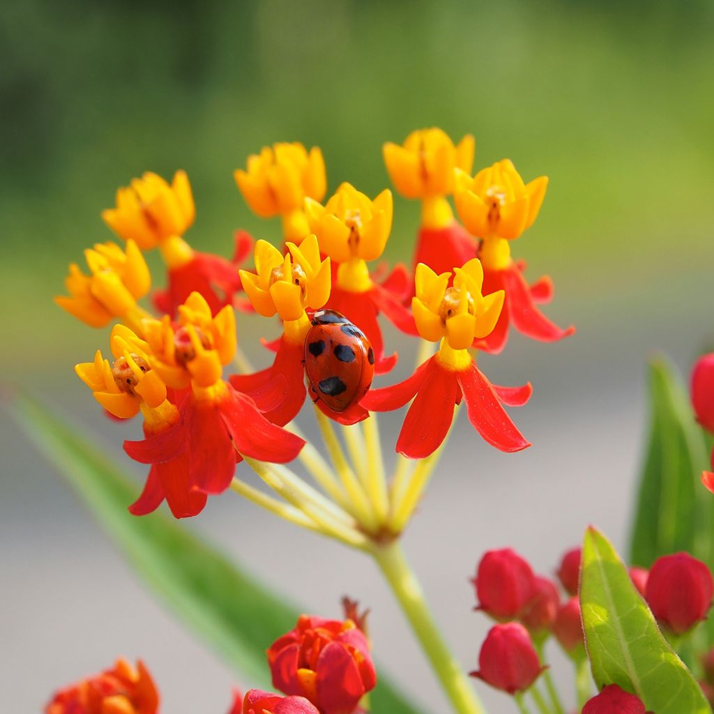 Punasilkkiyrtti - Asclepias curassavica