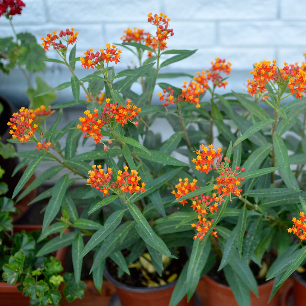 Punasilkkiyrtti - Asclepias curassavica