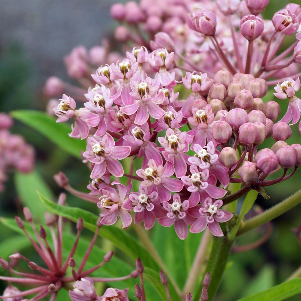 Purppurasilkkiyrtti - Asclepias incarnata