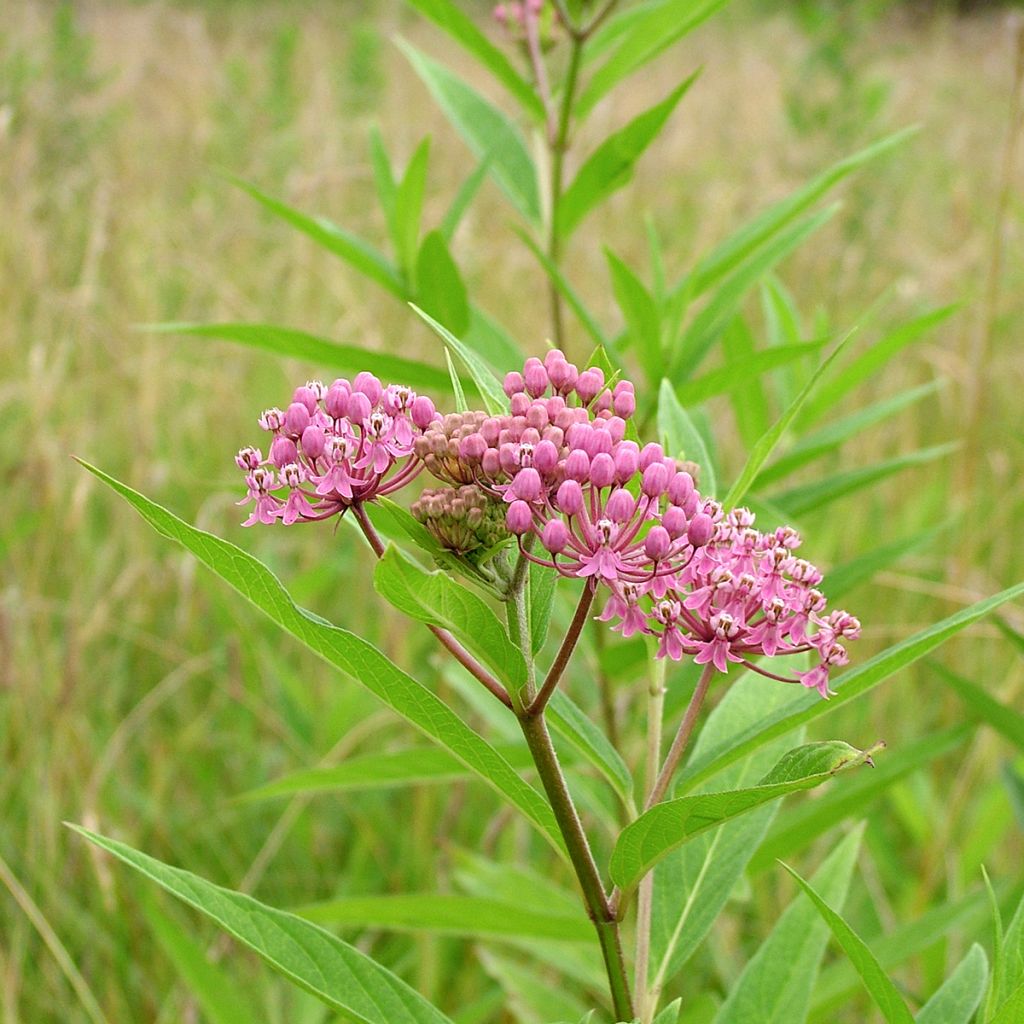 Purppurasilkkiyrtti - Asclepias incarnata