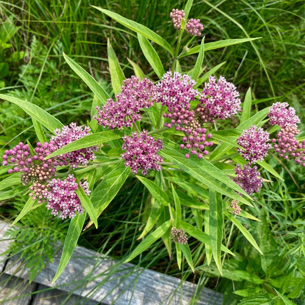 Purppurasilkkiyrtti - Asclepias incarnata