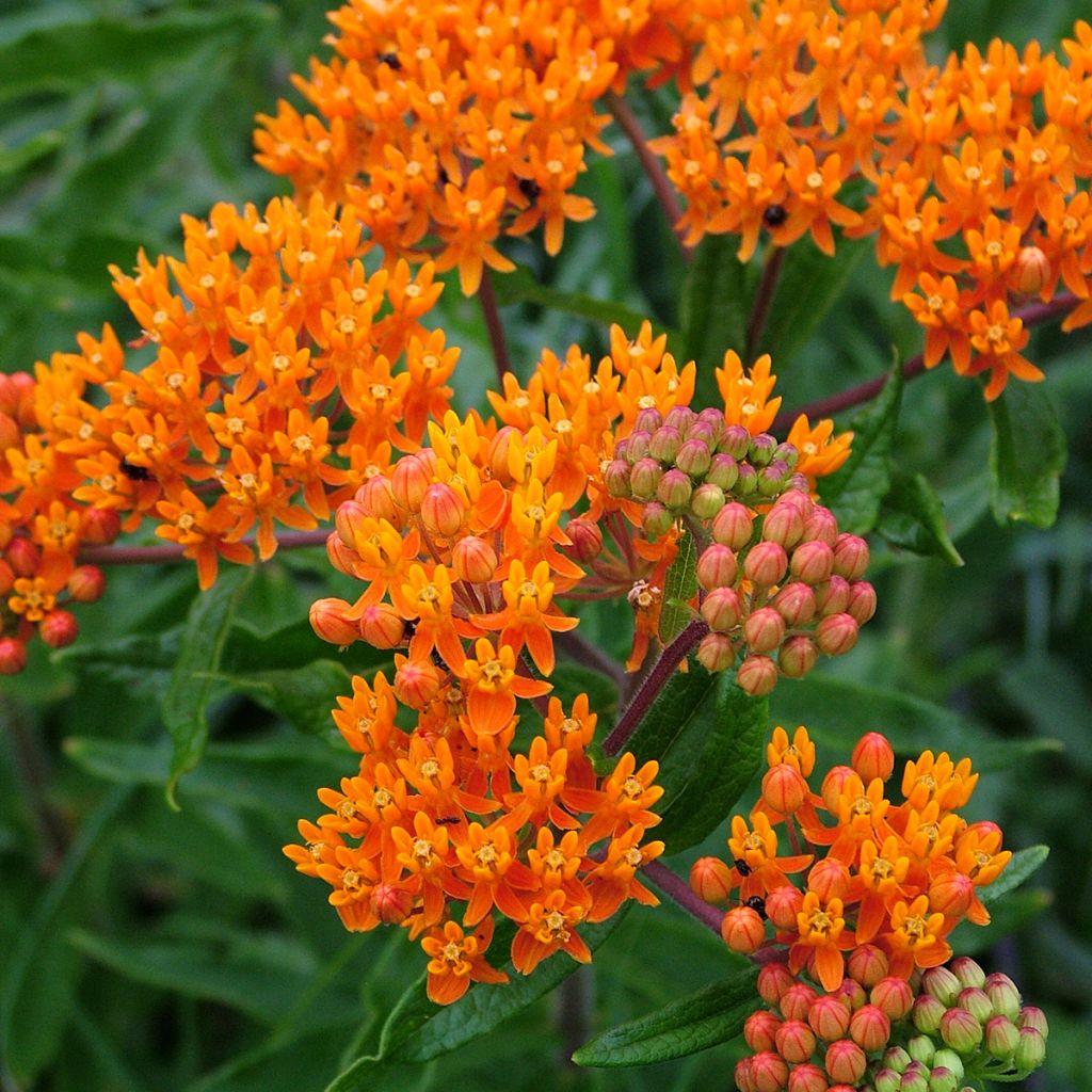 Karvasilkkiyrtti - Asclepias tuberosa