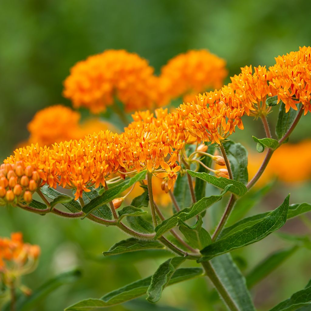 Karvasilkkiyrtti - Asclepias tuberosa