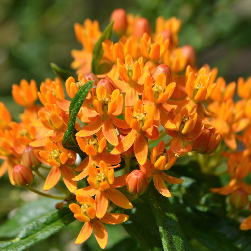 Karvasilkkiyrtti - Asclepias tuberosa