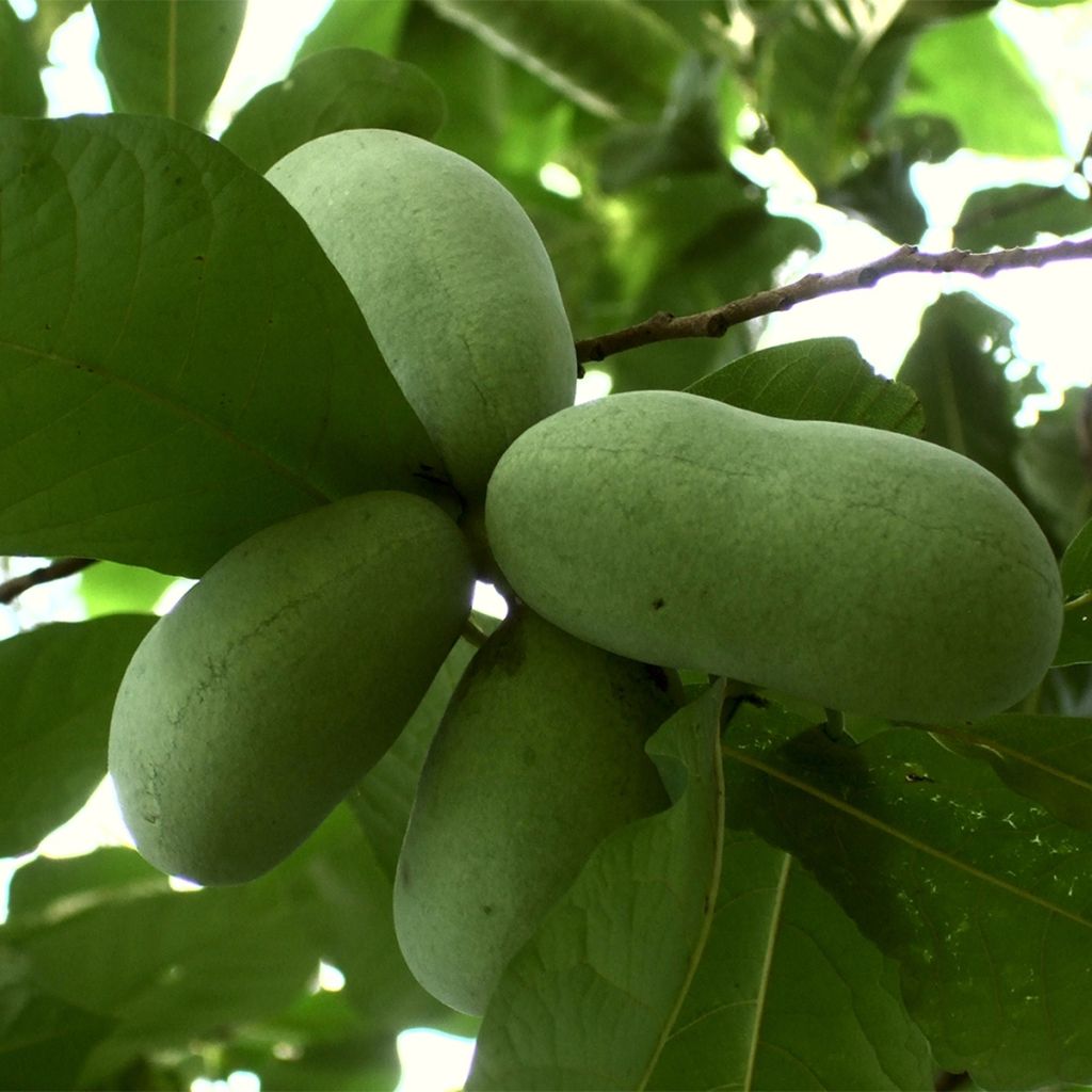 Papavi Overlese