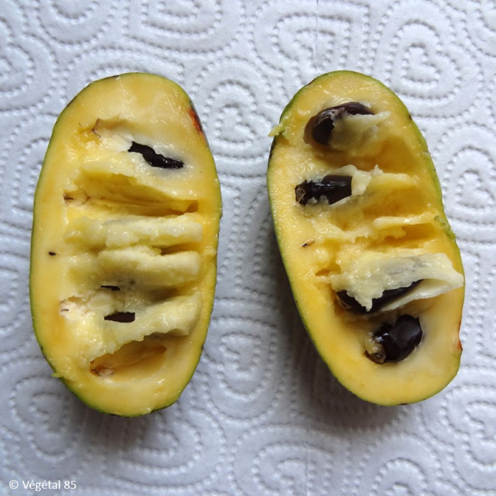Papavi Summer Delight
