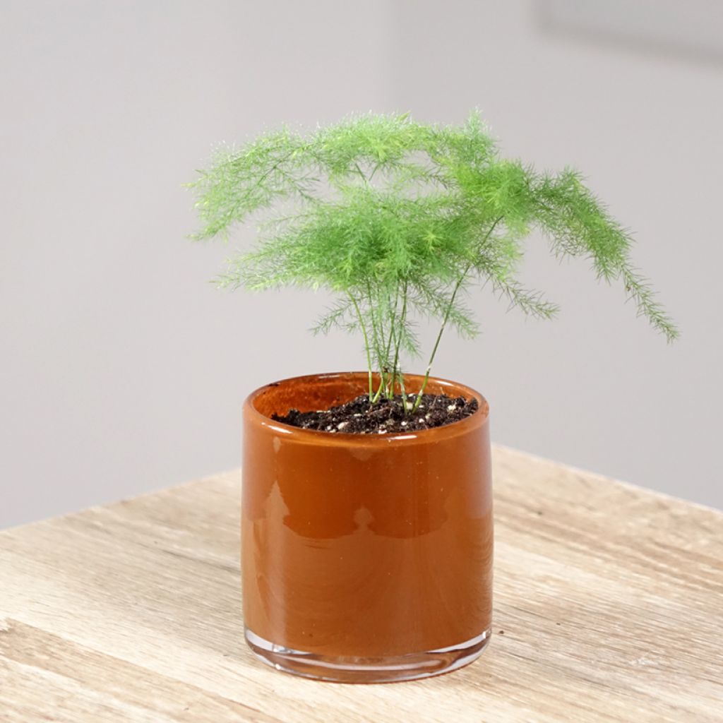 Unelma - Asparagus plumosus