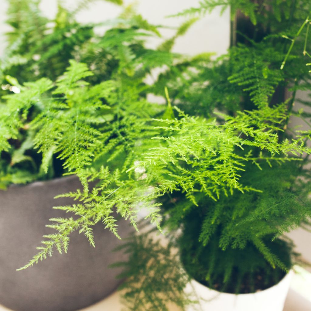 Unelma - Asparagus plumosus