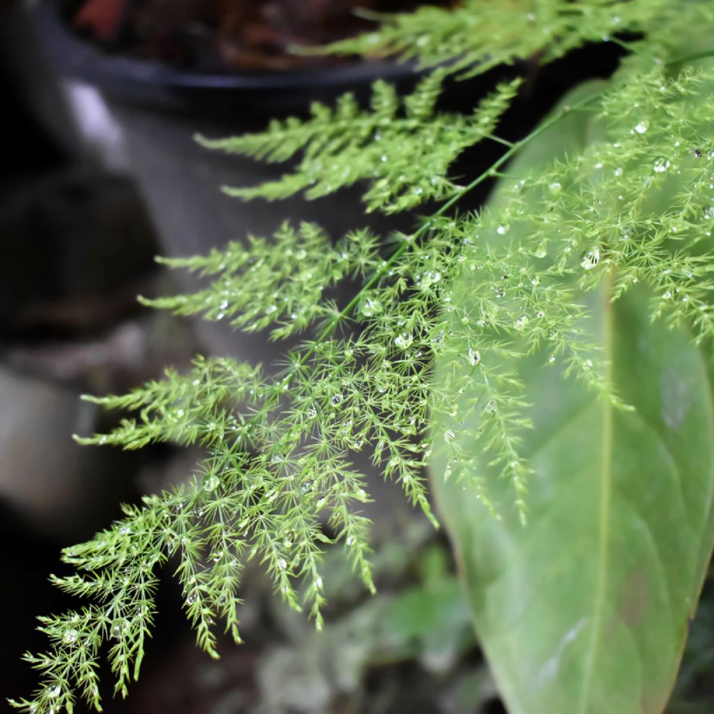 Unelma - Asparagus plumosus