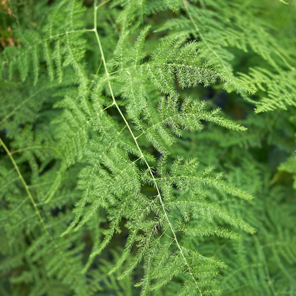Unelma - Asparagus plumosus