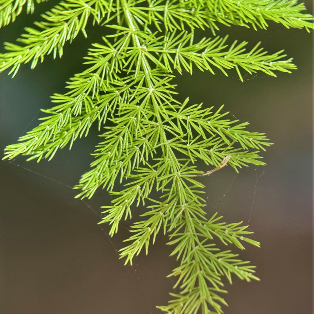 Unelma - Asparagus plumosus