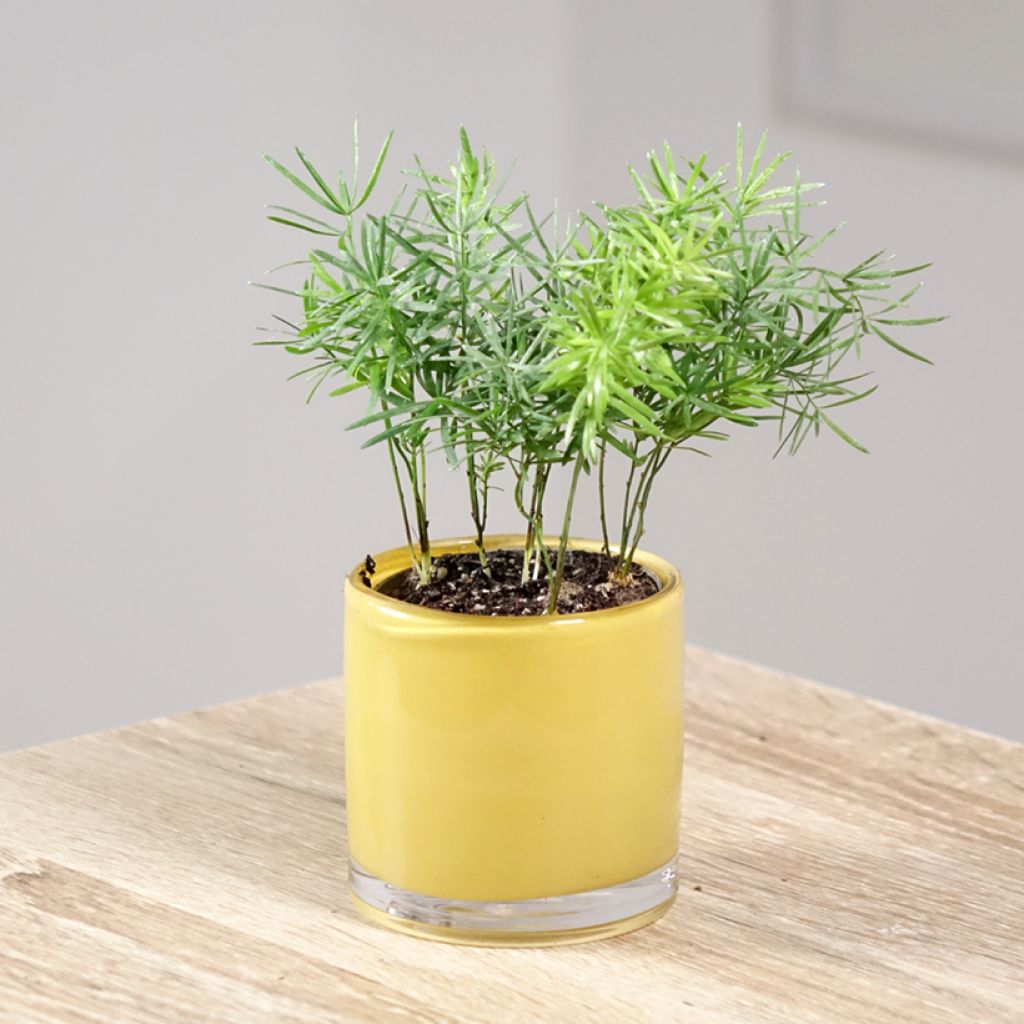 Hienohelma - Asparagus sprengeri