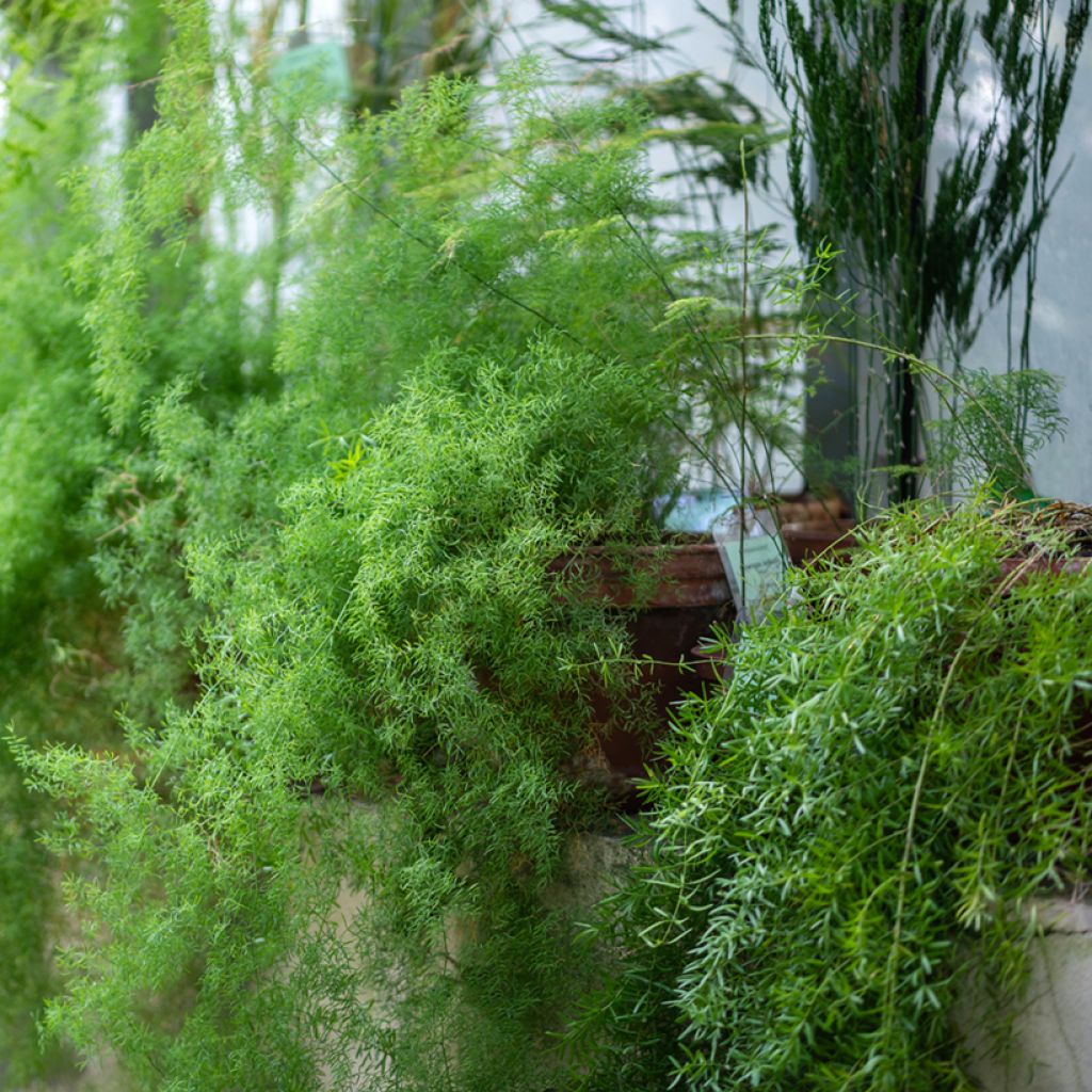 Hienohelma - Asparagus sprengeri
