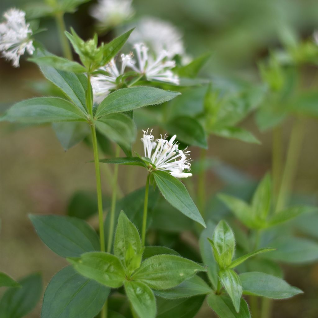 Marati - Asperula taurina