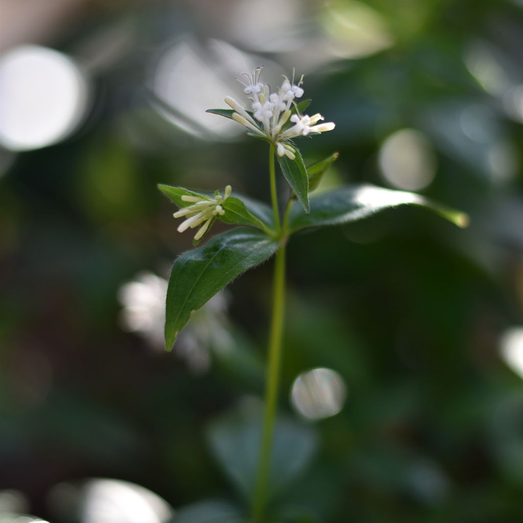 Marati - Asperula taurina