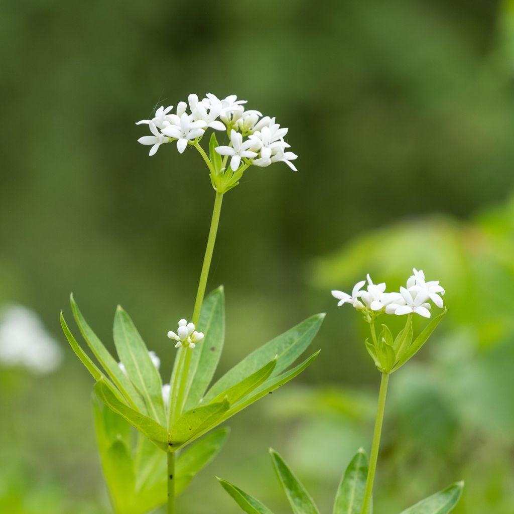 Tuoksumatara - Galium odoratum