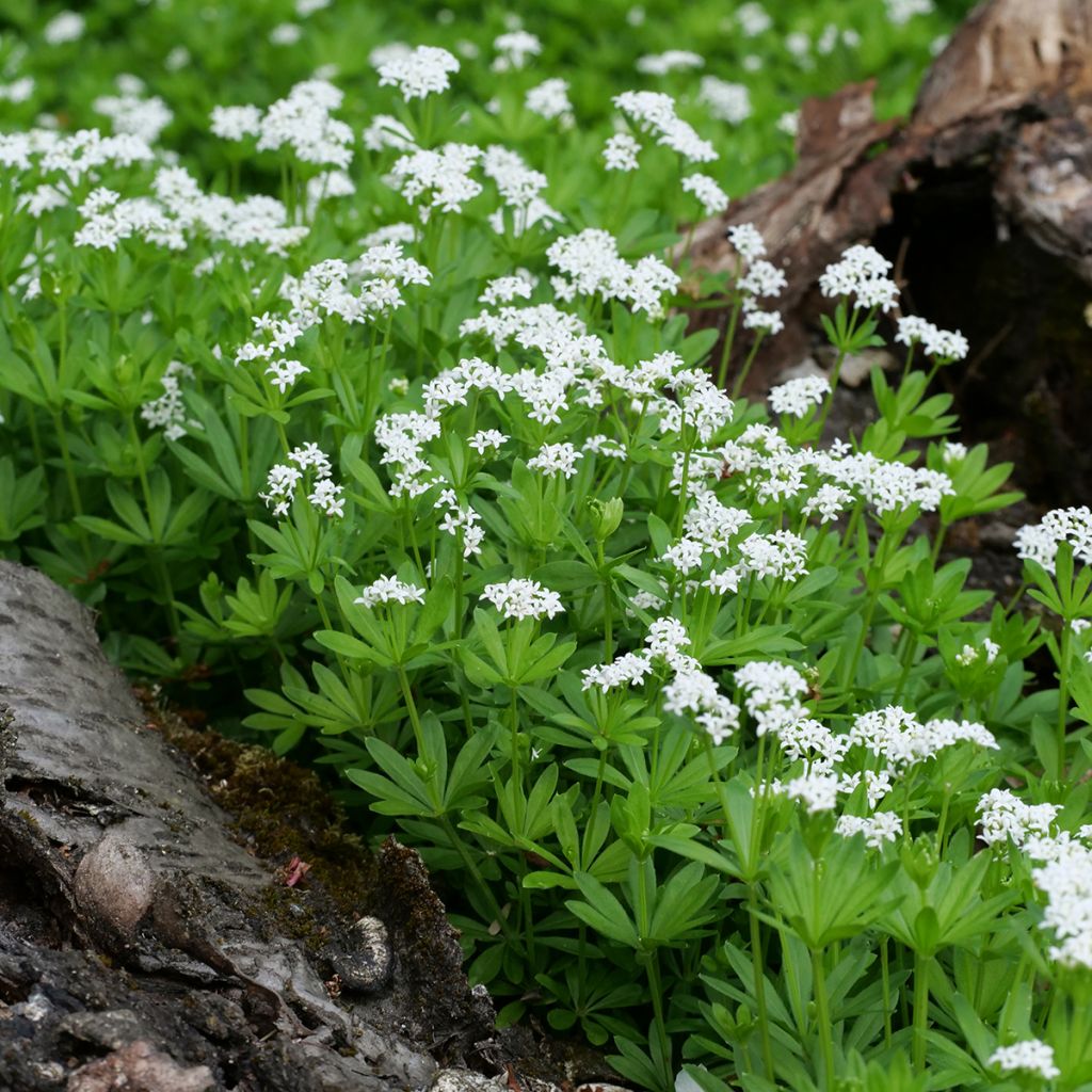 Tuoksumatara - Galium odoratum