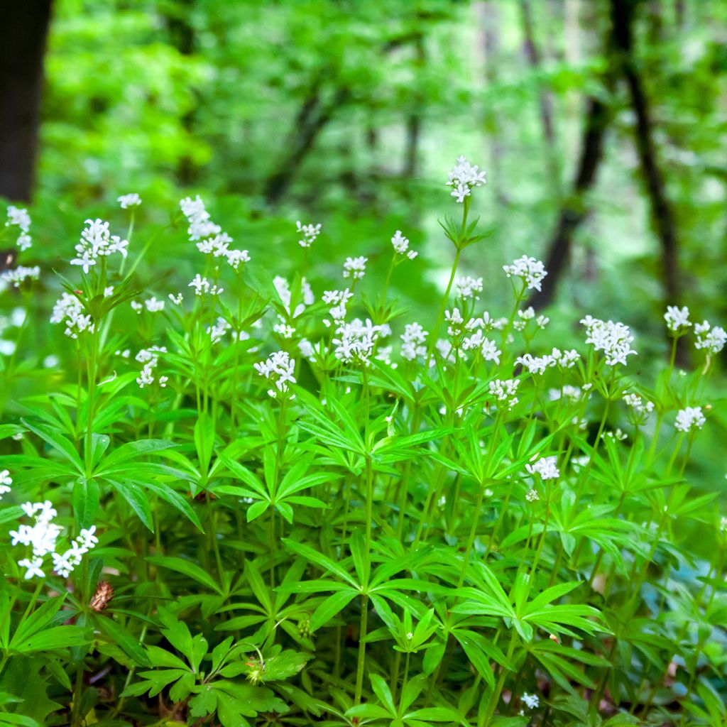 Tuoksumatara - Galium odoratum
