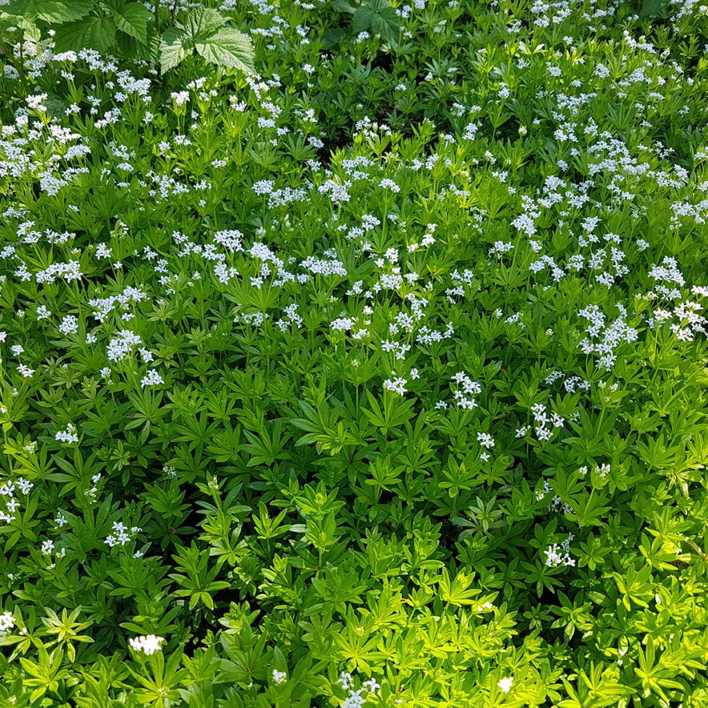 Tuoksumatara - Galium odoratum