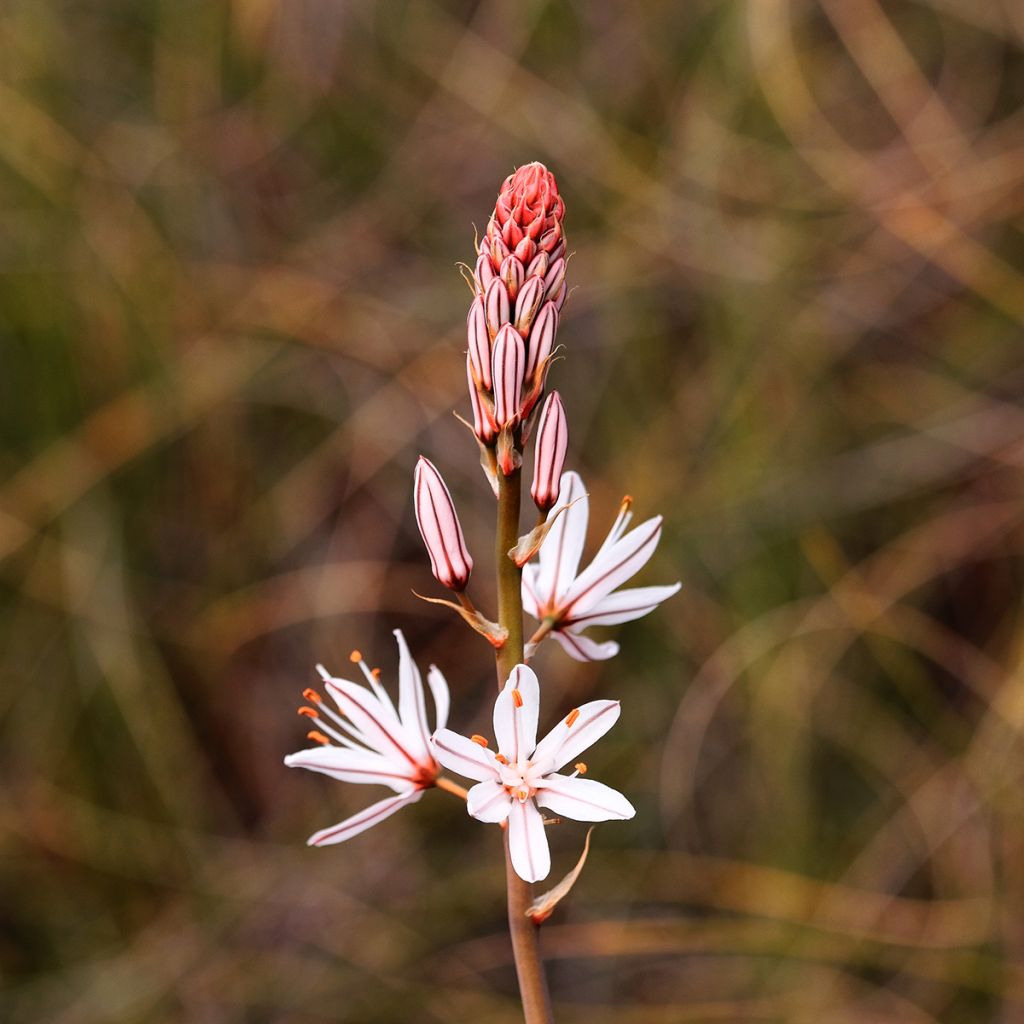 Valkosoihtu - Asphodelus albus