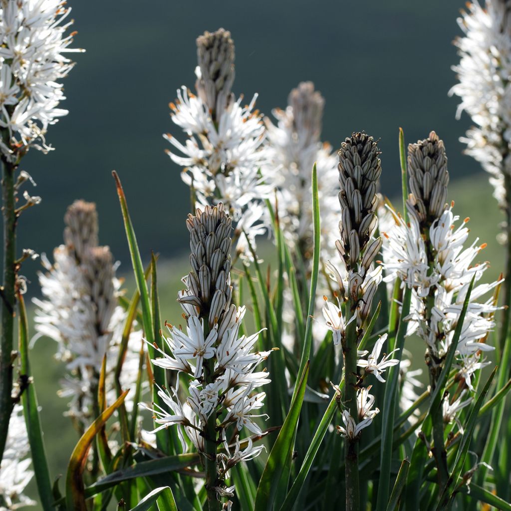 Valkosoihtu - Asphodelus albus