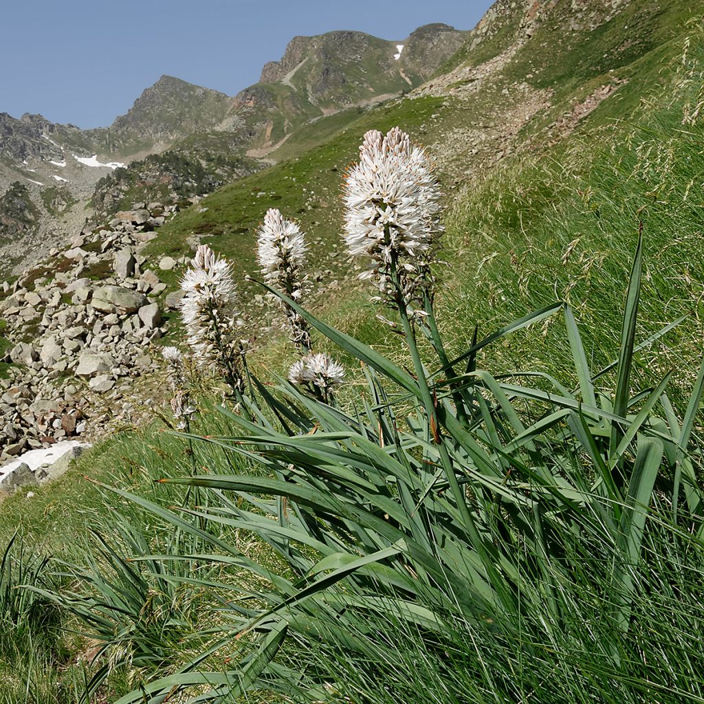 Valkosoihtu - Asphodelus albus