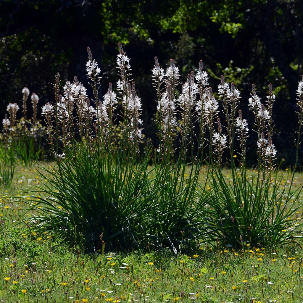 Valkosoihtu - Asphodelus albus