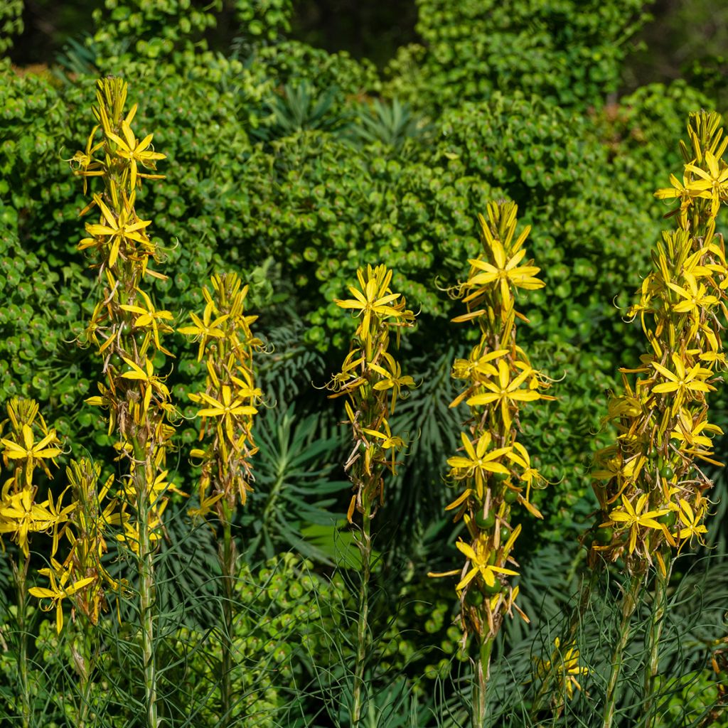 Adriansoihtu - Asphodeline liburnica