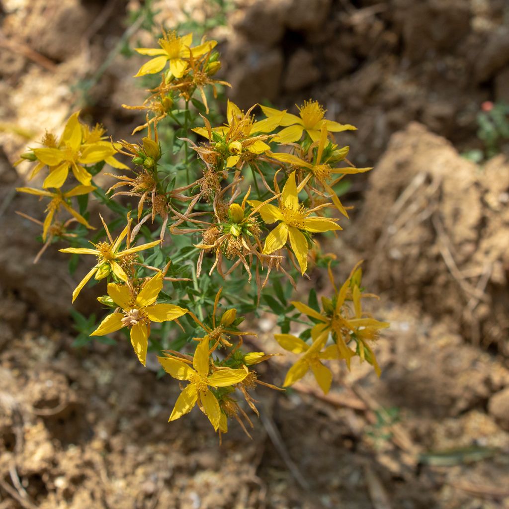 Adriansoihtu - Asphodeline liburnica