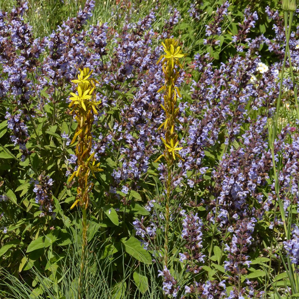 Adriansoihtu - Asphodeline liburnica
