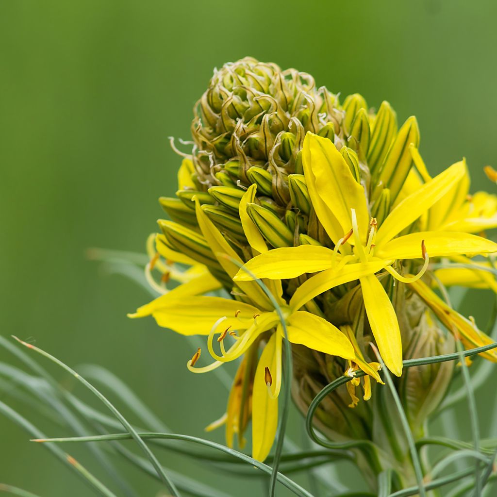 Keltasoihtu - Asphodeline lutea