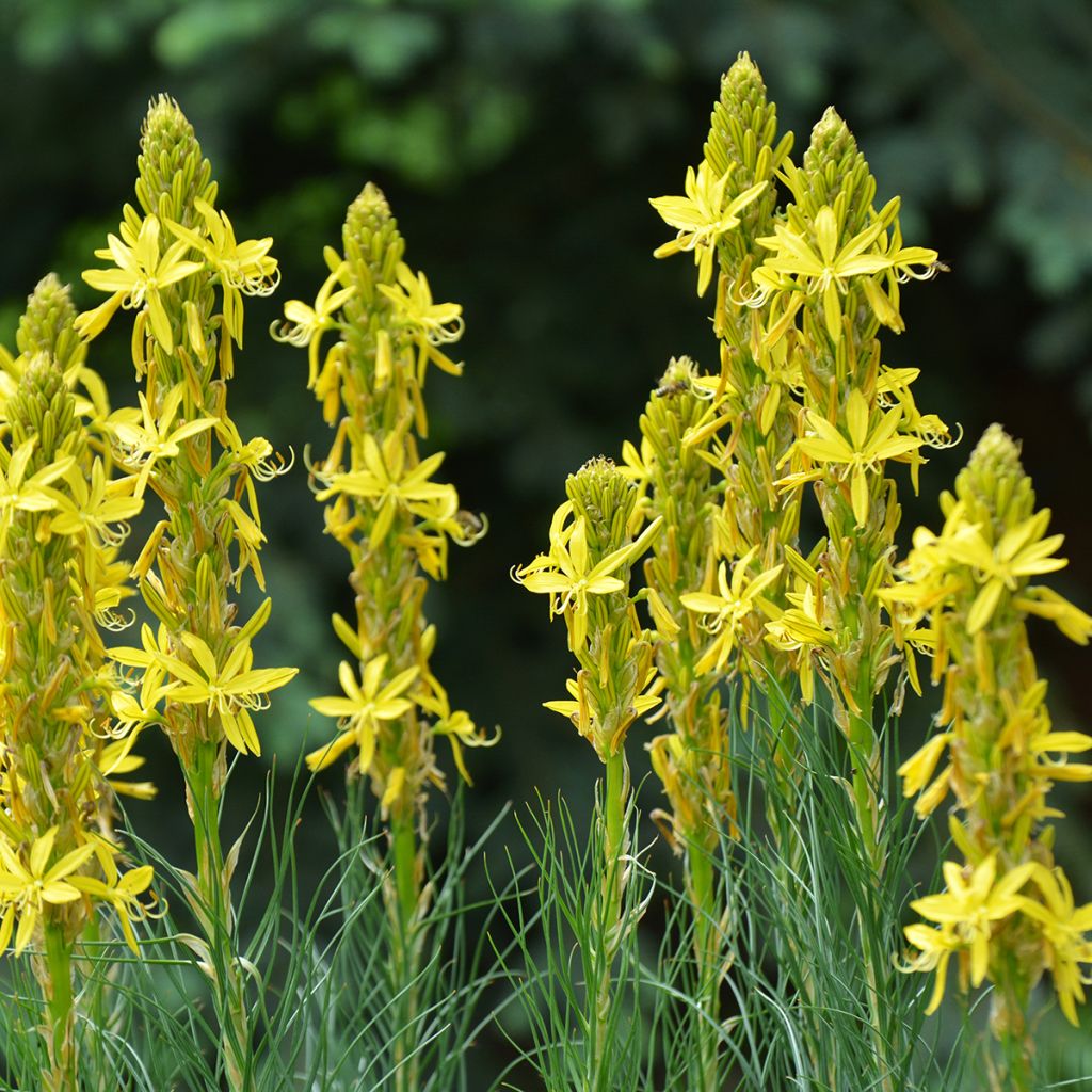 Keltasoihtu - Asphodeline lutea