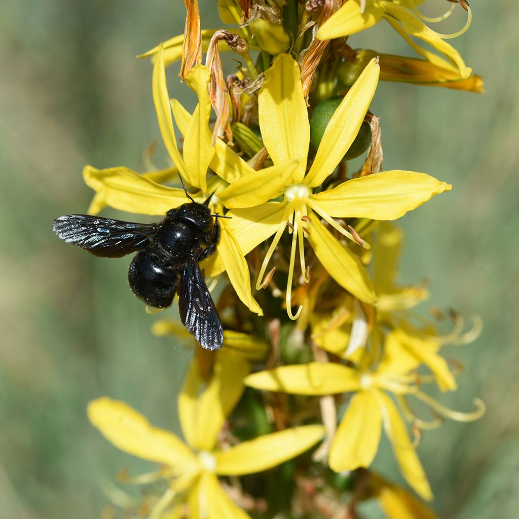 Keltasoihtu - Asphodeline lutea
