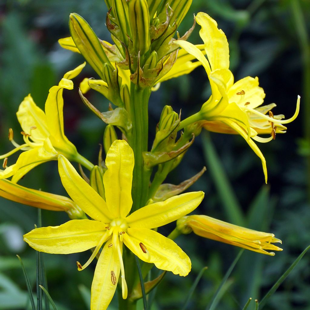 Keltasoihtu - Asphodeline lutea